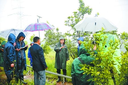 桂花村新领导引领村庄迈向辉煌未来