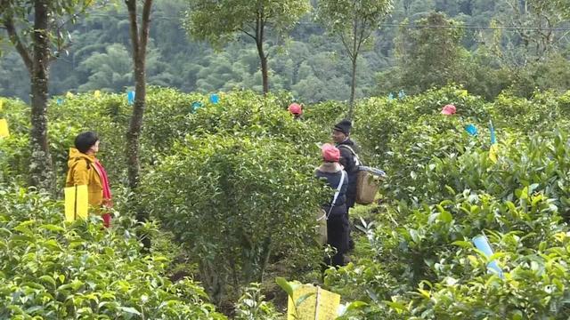 范家园茶叶示范场最新新闻动态