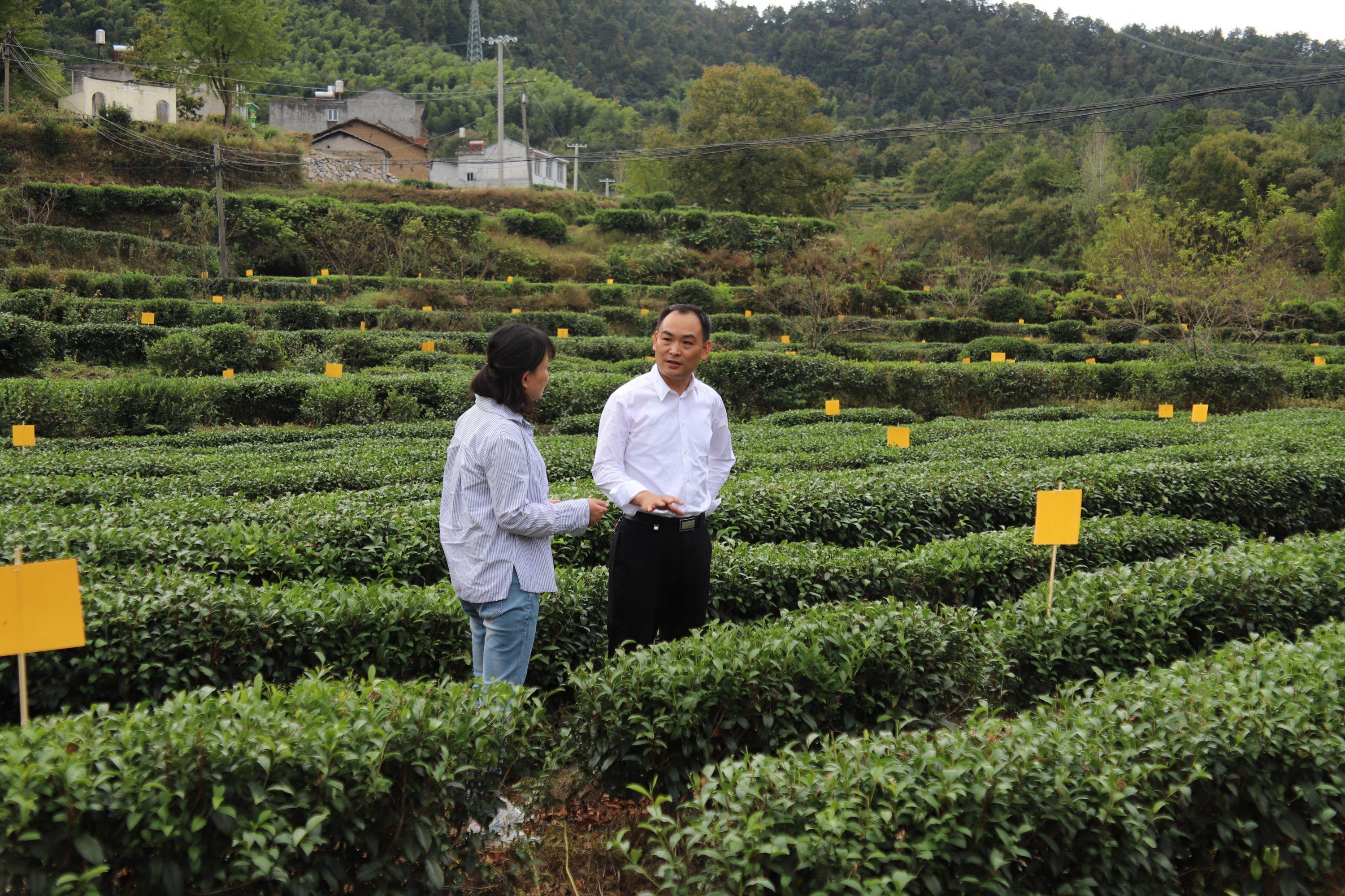 上河村民委员会领导团队全新概览