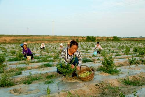 早胜镇最新项目，地区发展的强大驱动力领航新征程