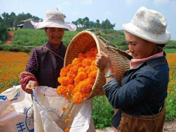 腻脚彝族乡领导团队引领发展新篇章