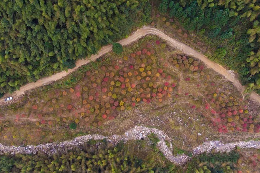 紫良瑶族乡领导团队引领地区发展新篇章