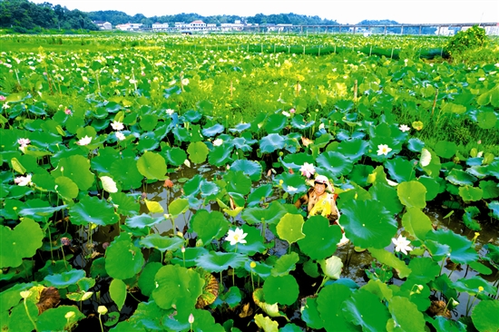 花石村委会最新天气预报